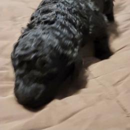Goldendoodle Puppies from Doster Doodles