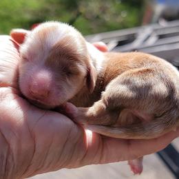 Dachshund Puppies from CLARK'S BREEDING PROGRAM