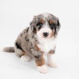 Gray - female Australian Mountain Doodle puppy in Franklin County, Missouri from Brick House Farm Doodles