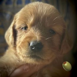Olive boy - Dark golden male Golden Retriever puppy in Fisher, Illinois from Fidei Family Farms