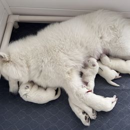 Samoyed Puppies from Southern Roux Samoyeds