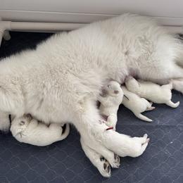 Samoyed Puppies from Southern Roux Samoyeds
