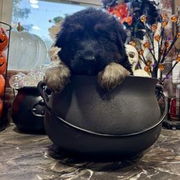Moonlight - Black and red female German Shepherd puppy in Watervliet, Michigan from M&M Shepherd Farms