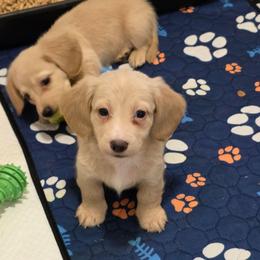 Byrom 3000 - Cream male Dachshund puppy in Gatesville, Texas from CJ's Dach Dynasty