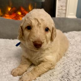 Theodore - Cream male Goldendoodle puppy in Pensacola, Florida from Goldendoodles Love You in Pensacola Friend Edition
