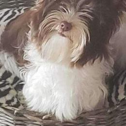 Alisha - Yorkshire Terrier