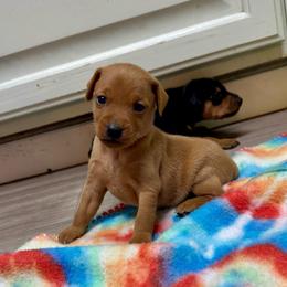 Video Reese - Red female Miniature Pinscher puppy in Eatonton, Georgia from TNT Puppies