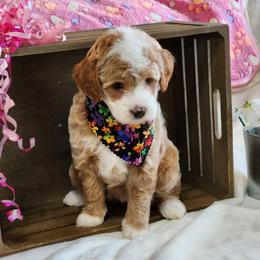 Twinkie - Parti female Goldendoodle puppy in Saint Cloud, Florida from Rising Star Kennels