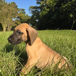 Doberman Pinscher and Great Dane Puppies from Draggin Dobermans & Great Danes