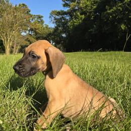 Doberman Pinscher and Great Dane Puppies from Draggin Dobermans & Great Danes