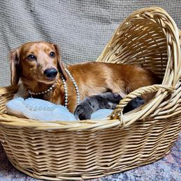 Bailey - Dachshund
