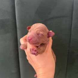 Apollo - Red  male Goldendoodle puppy in Brooklyn, New York from Doodle of NY