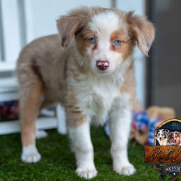 Ben - Red merle male Miniature Australian Shepherd puppy in Granbury, Texas from Best Little Aussies