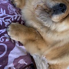 Penny  - Chow Chow