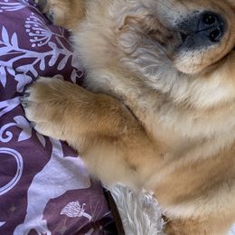 Penny  - Chow Chow