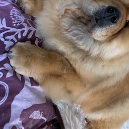 Penny  - Chow Chow