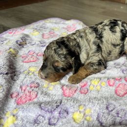 Bernedoodle and Labradoodle Puppies from Zehr’s Labradoodles