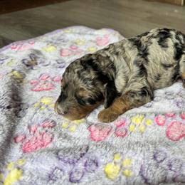 Bernedoodle and Labradoodle Puppies from Zehr’s Labradoodles