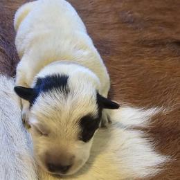 Sage - Australian Cattle Dog puppy from KS Cattle Dogs