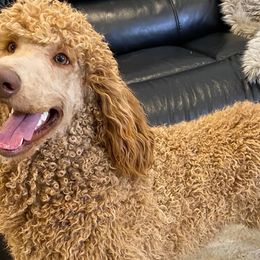 Aussiedoodles, Goldendoodles, and Poodles from JP’s Premium Pets
