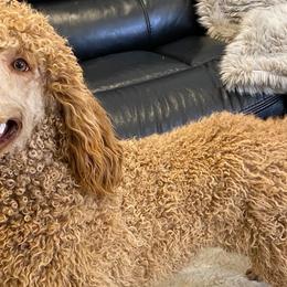 Aussiedoodles, Goldendoodles, and Poodles from JP’s Premium Pets
