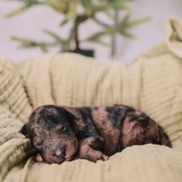 Yellow Boy - Merle male Cavapoo puppy in Mckinney, Texas from Doodles of North Tx