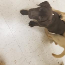 Labrador Retriever Puppies from Copper Creek Outfitters and Kennel