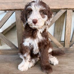 Yancy - Merle male Goldendoodle puppy in Allen, Texas from Calena’s Doodles