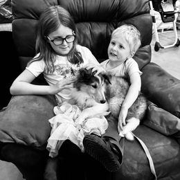 Collie Puppies from Little Apple Collies, Dazey, ND