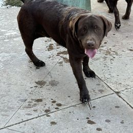 Shadyee - Labrador Retriever