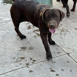 Shadyee - Labrador Retriever