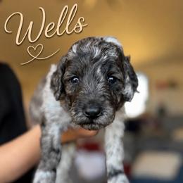 Wells - Blue merle male Bernedoodle puppy in Fort Collins, Colorado from Front Range Family Doodles