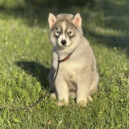 Pomsky and Siberian Husky Puppies from A-Dream Pomsky Kennel