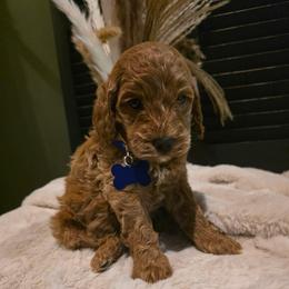 Asher - Red  male Goldendoodle puppy in Bristol, Tennessee from Brasingtondoodles