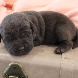 Mercy - Chocolate female Labrador Retriever puppy in Camden, Indiana from Camden's Caring Canines