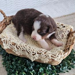 Rory - Red tri-color female Australian Shepherd puppy in Mountain Grove, Missouri from K Bar H Farms