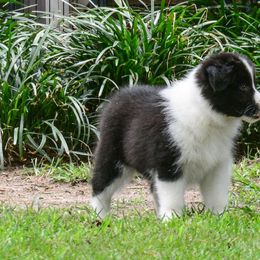Border Collie Puppies from Shorewind Border Collies