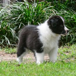 Border Collie Puppies from Shorewind Border Collies