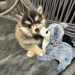 Dolly - Tri-color female Pomsky puppy in Piedmont, South Carolina from Carolina Pomskies LLC