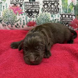 Cocoa - Brown female Newfoundland puppy in Brandenburg, Kentucky from Bluegrass River Newfoundlands