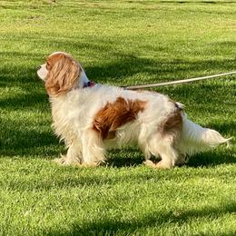 Cavalier King Charles Spaniel Puppies from Cascade Cavaliers