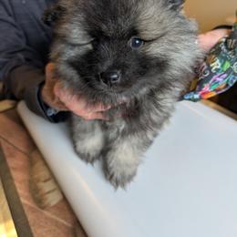 PINK GIRL - Black and silver female Keeshond puppy in Fayetteville, Tennessee from Erbekees-Keeshonden
