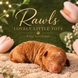 Crimson - Red  male Poodle puppy in Griffin, Georgia from Rawls Lovely Little Tots