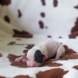 Chinese Crested Puppies from Qilin Chinese Crested