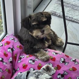 Maya - Liver female Miniature Schnauzer puppy in Margate, Florida from Home Grown Schnauzers