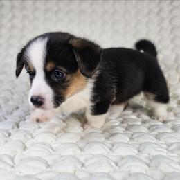 Poppy - Black and tan female American Corgi puppy in Taylorsville, North Carolina from America's Red White and Bluie Corgis
