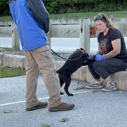 Labrador Retriever Puppies from Rose Gold Retrievers
