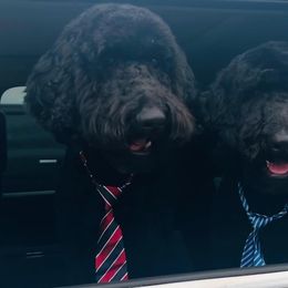 Goldendoodle All Grown Up from Coleman doodles North Texas