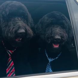 Goldendoodle All Grown Up from Coleman doodles North Texas