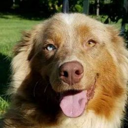 Elsa - Australian Shepherd